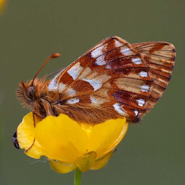 Boloria pales