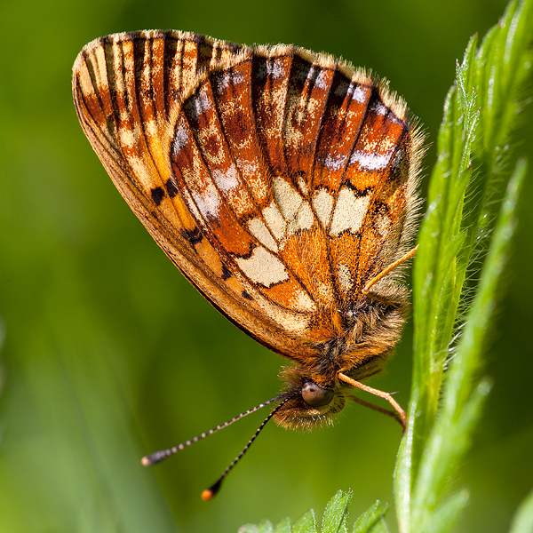 Boloria thore