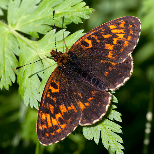 Boloria thore