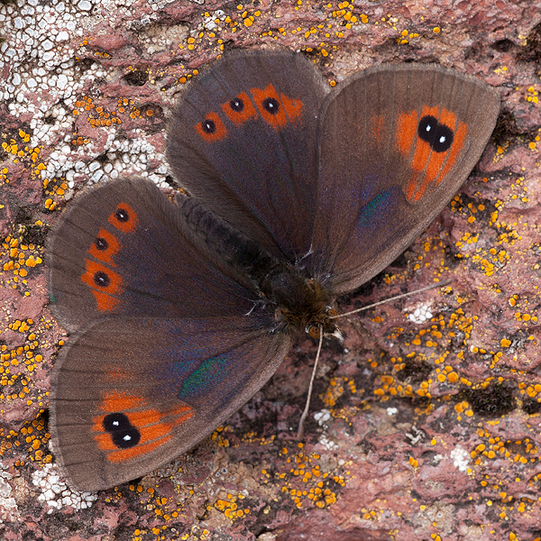 Erebia rondoui