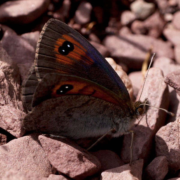 Erebia rondoui