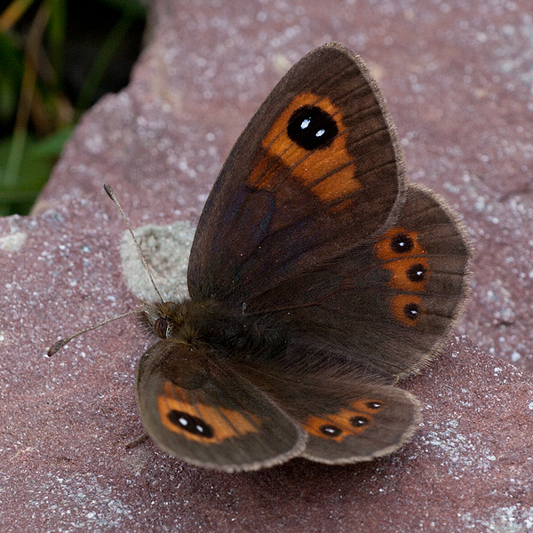 Erebia rondoui