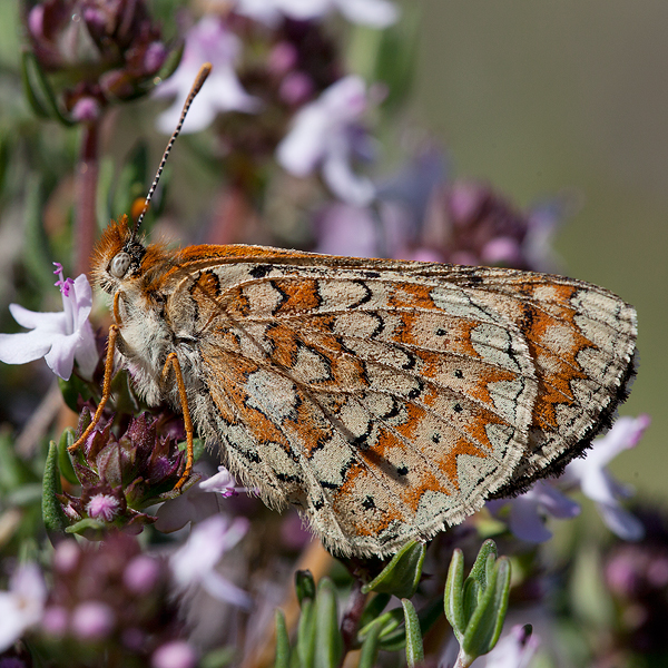 Euphydryas desfontainii