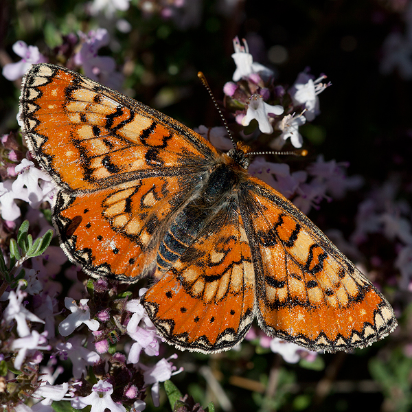 Euphydryas desfontainii