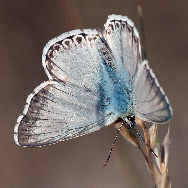 Polyommatus albicans (arragonensis)