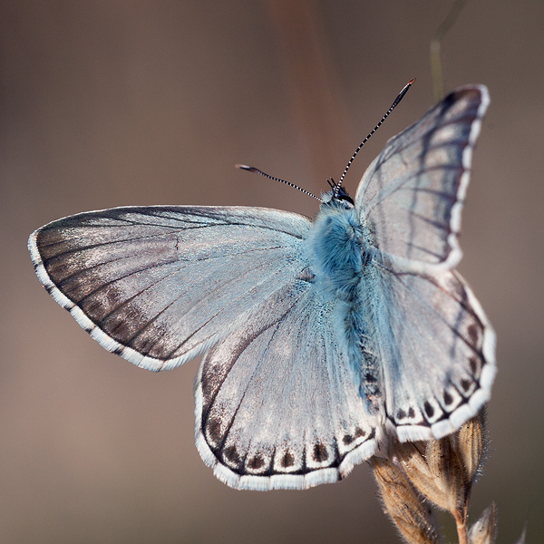 Polyommatus albicans (arragonensis)