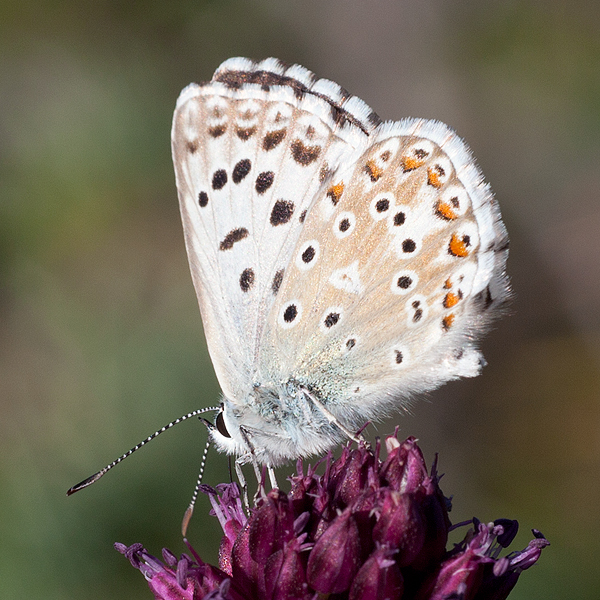 Polyommatus albicans (arragonensis)