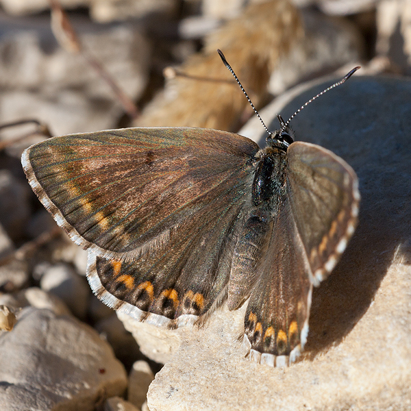 Polyommatus albicans (arragonensis)