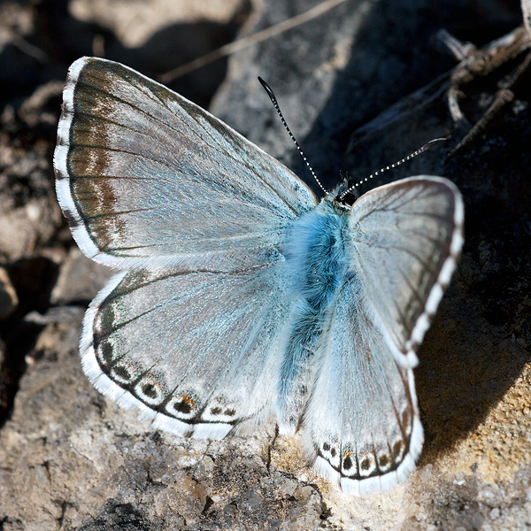 Polyommatus albicans (arragonensis)