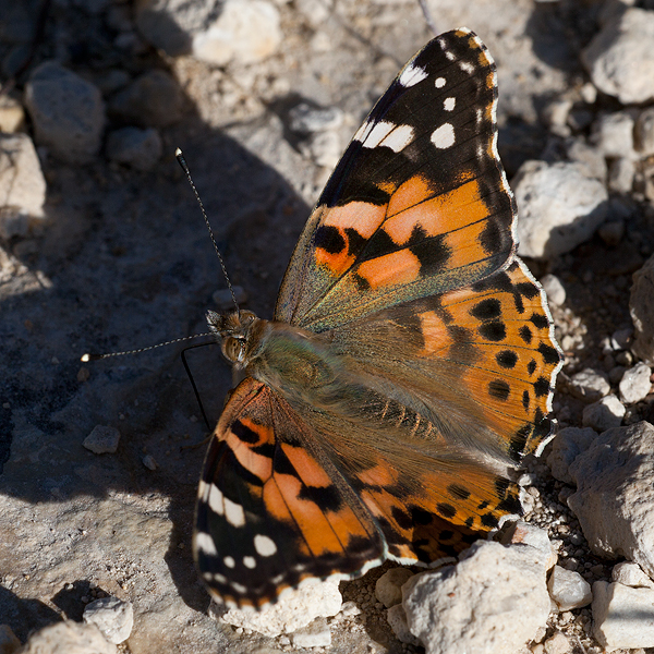 Vanessa cardui