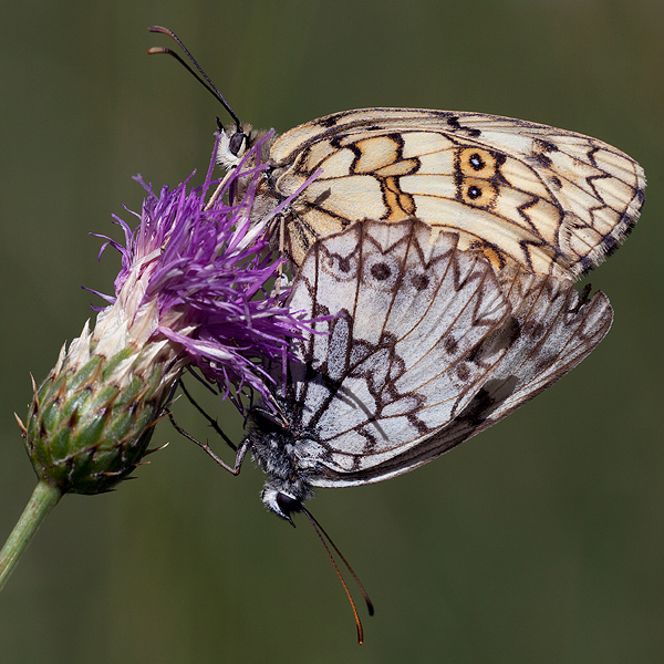 Melanargia russiae