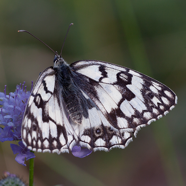 Melanargia russiae