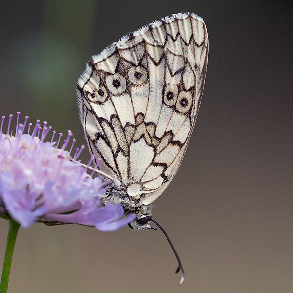 Melanargia russiae