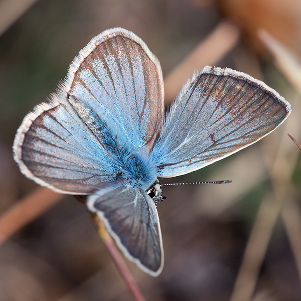 Polyommatus damon (noguerae)