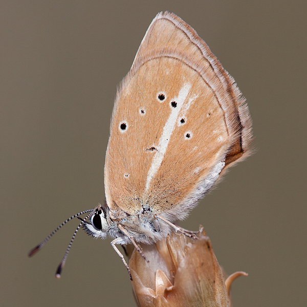 Polyommatus damon (noguerae)