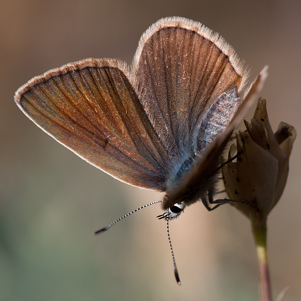 Polyommatus damon (noguerae)