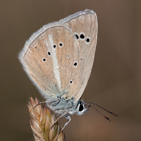 Polyommatus damon (noguerae)