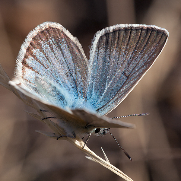 Polyommatus damon (noguerae)