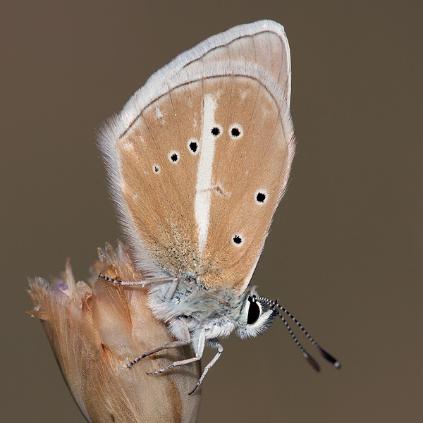 Polyommatus damon (noguerae)