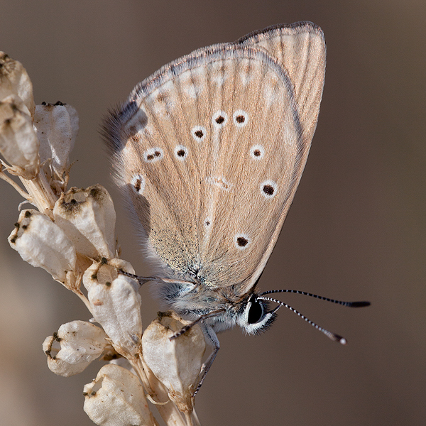 Polyommatus fabressei