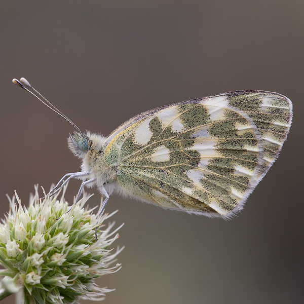 Pontia daplidice