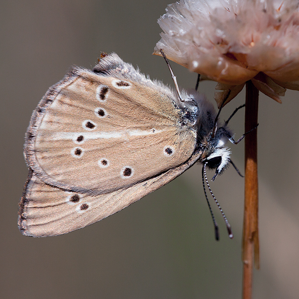 Polyommatus fabressei