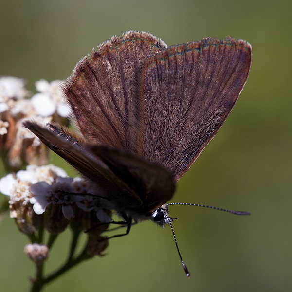 Polyommatus fabressei