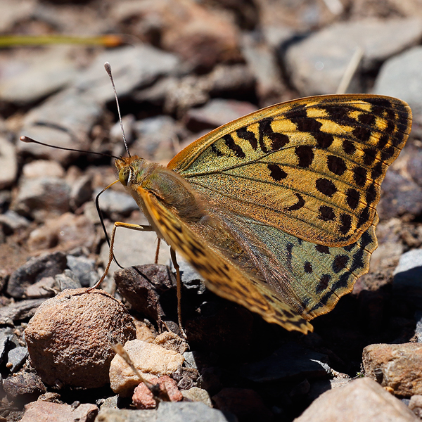 Argynnis pandora