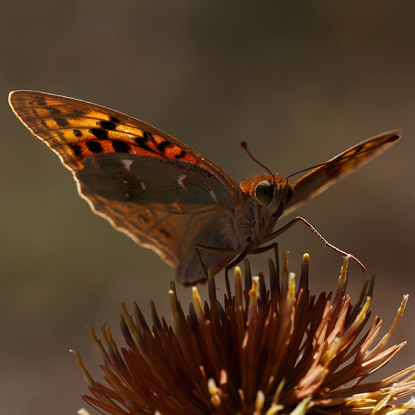 Argynnis pandora