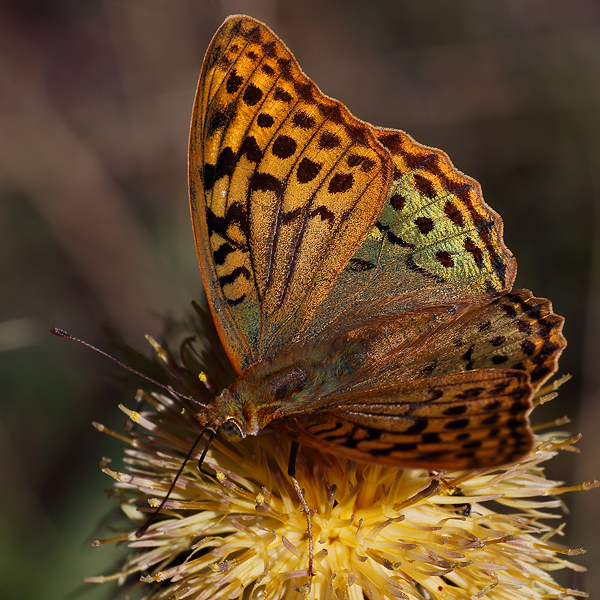 Argynnis pandora