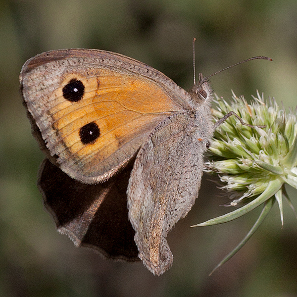 Hyponephele lycaon