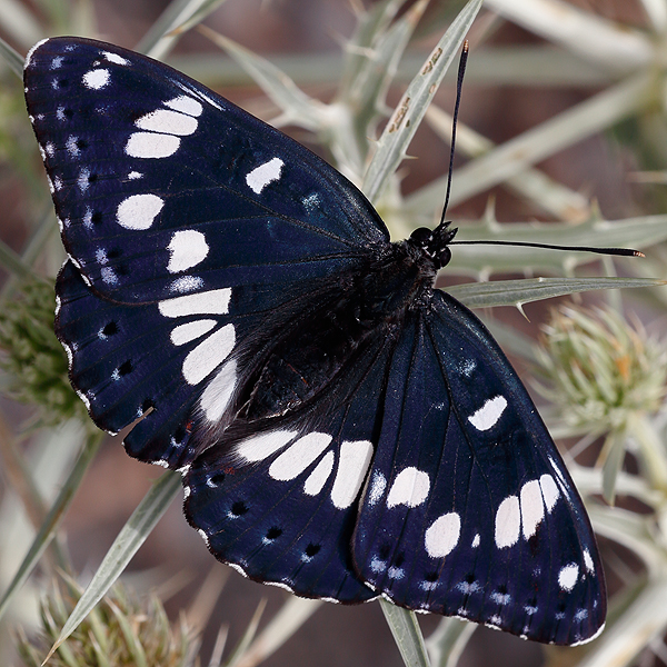 Limenitis reducta