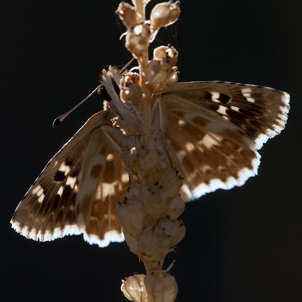Muschampia proto