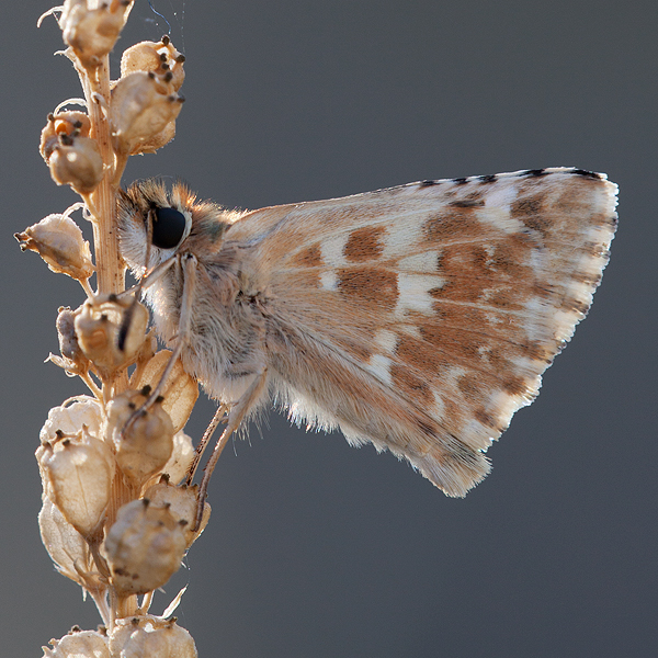 Muschampia proto