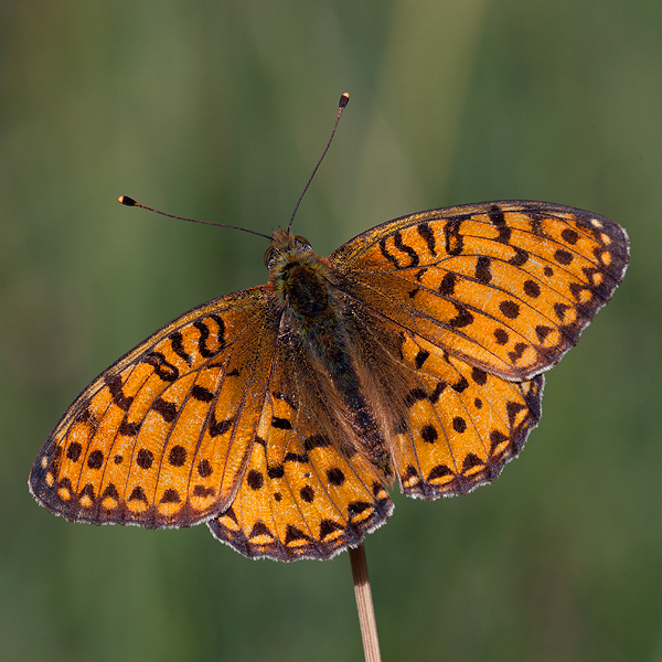 Argynnis aglaja