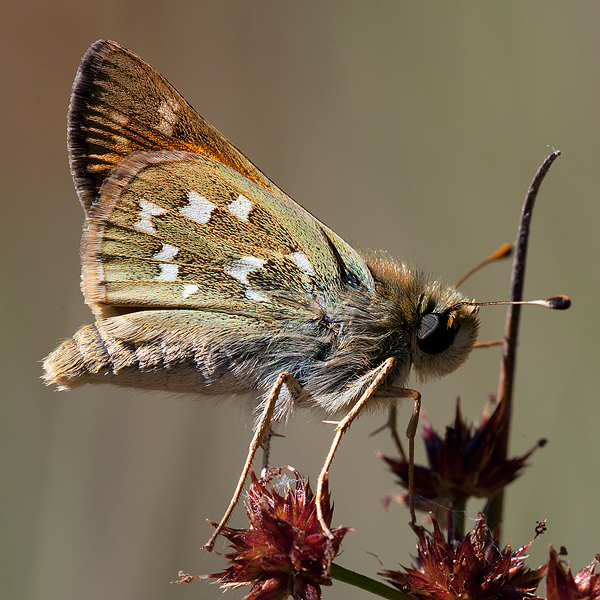 Hesperia comma