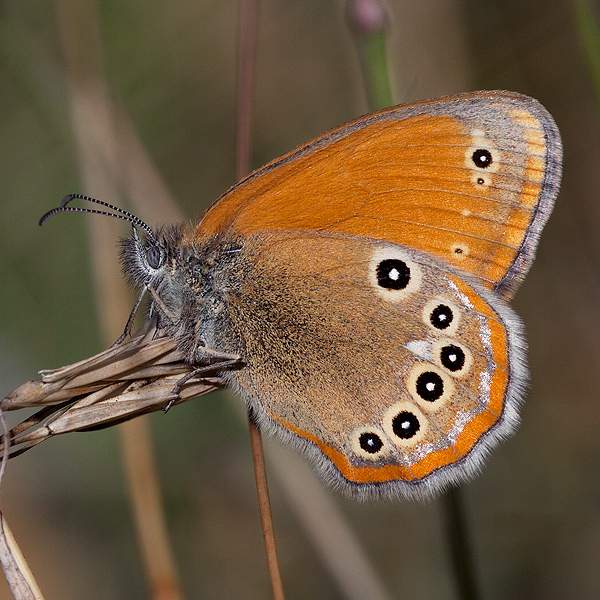 Coenonympha iphioides