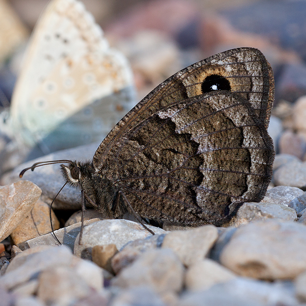 Satyrus actaea