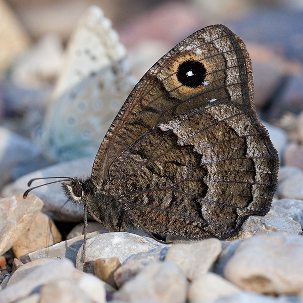 Satyrus actaea