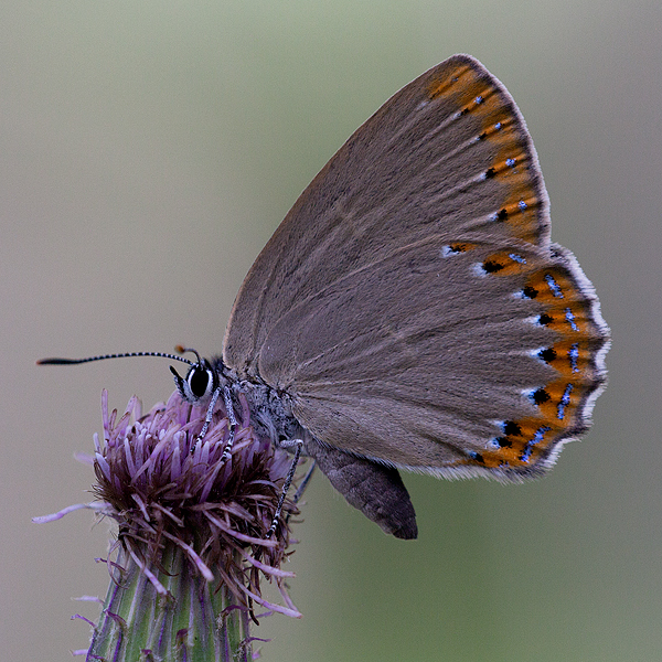 Laeosopis roboris