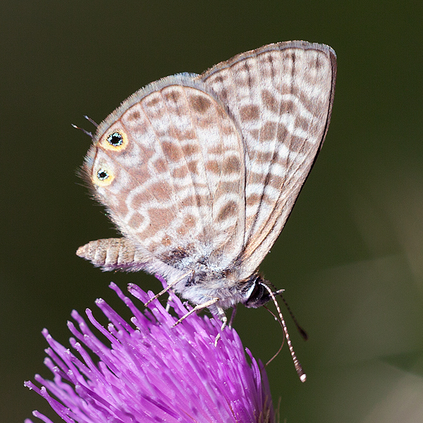 Lampides pirithous
