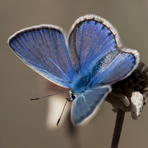 Polyommatus escheri