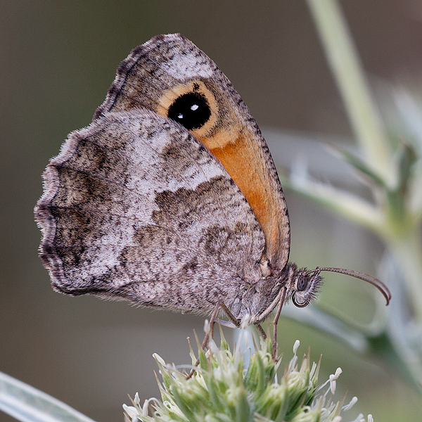 Pyronia cecilia