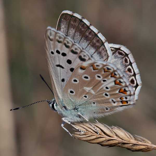 Polyommatus albicans (arragonensis)