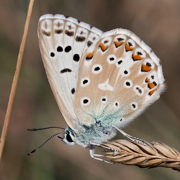 Polyommatus albicans (arragonensis)