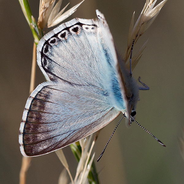 Polyommatus albicans (arragonensis)