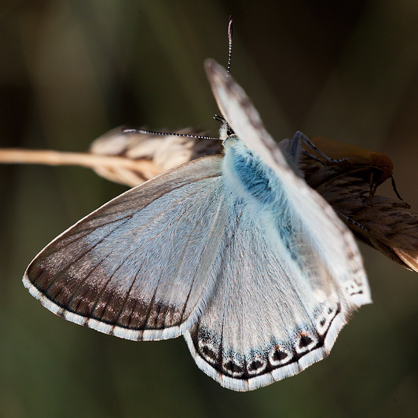 Polyommatus albicans (arragonensis)