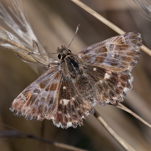 Carcharodus floccifera