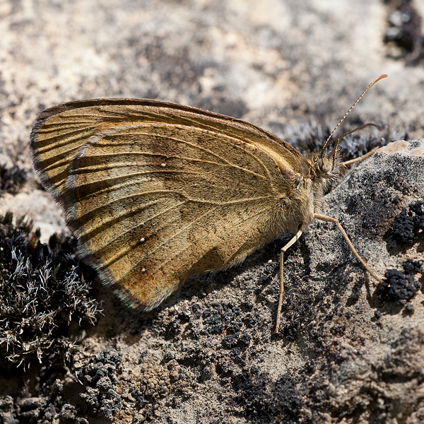 Pyronia tithonus