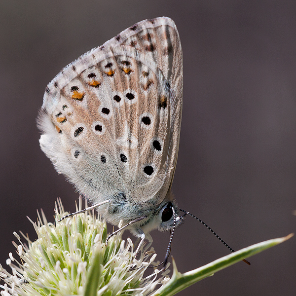 Polyommatus albicans (arragonensis)